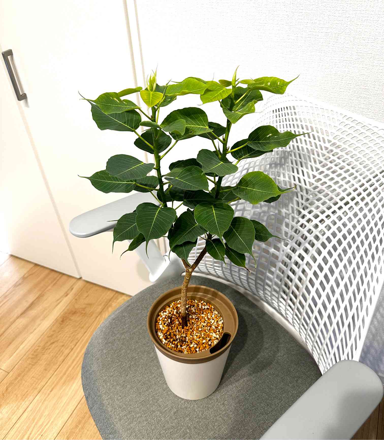 フィカス レリジオーサの一覧｜🍀GreenSnap（グリーンスナップ）