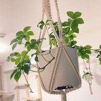 シュガーバイン,コウモリラン・ビカクシダ,観葉植物,バルコニー/ベランダの画像