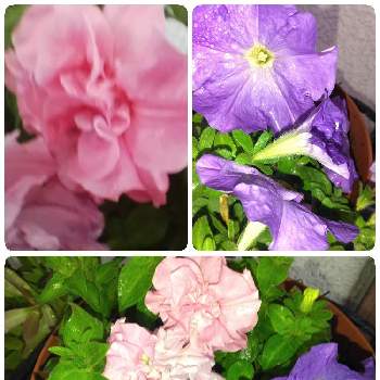 サフィニア,八重ペチュニア,親バカ,寄せ植え,可憐の画像