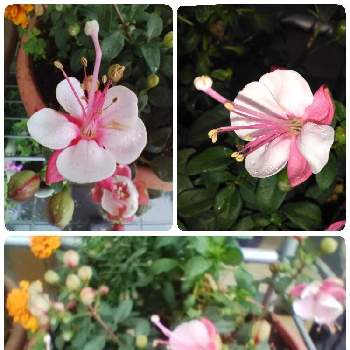 フクシア,親バカ,嬉しいな,寄せ植え,可憐の画像