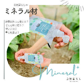 スイートコーン☆抑制栽培☆の画像