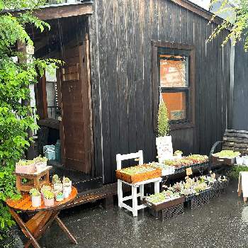 セダム属,多肉植物,タニパト,サボテン☆,韓国苗販売の画像