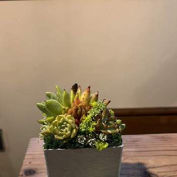 多肉植物,寄せ植え,多肉植物寄せ植え,部屋の画像
