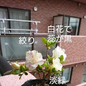 ミヤマキリシマ,雑木,雑木盆栽,山野草,古典園芸植物の画像