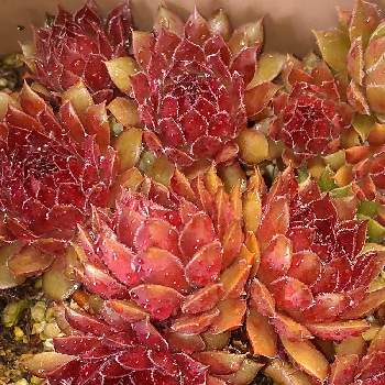 多肉屋敷,多肉植物,観葉植物,sempervivum, センペルビウムの画像