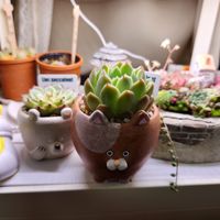 多肉植物,カット苗,エケベリア好き,多肉ちゃん,ベランダガーデンの画像