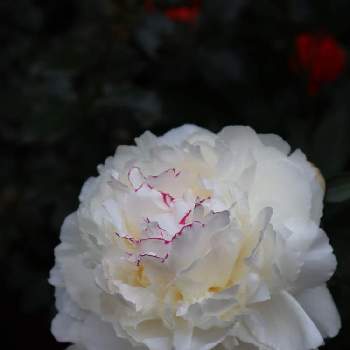 シャクヤク,雪に負けない,カラフル,寄せ植え,山野草の画像