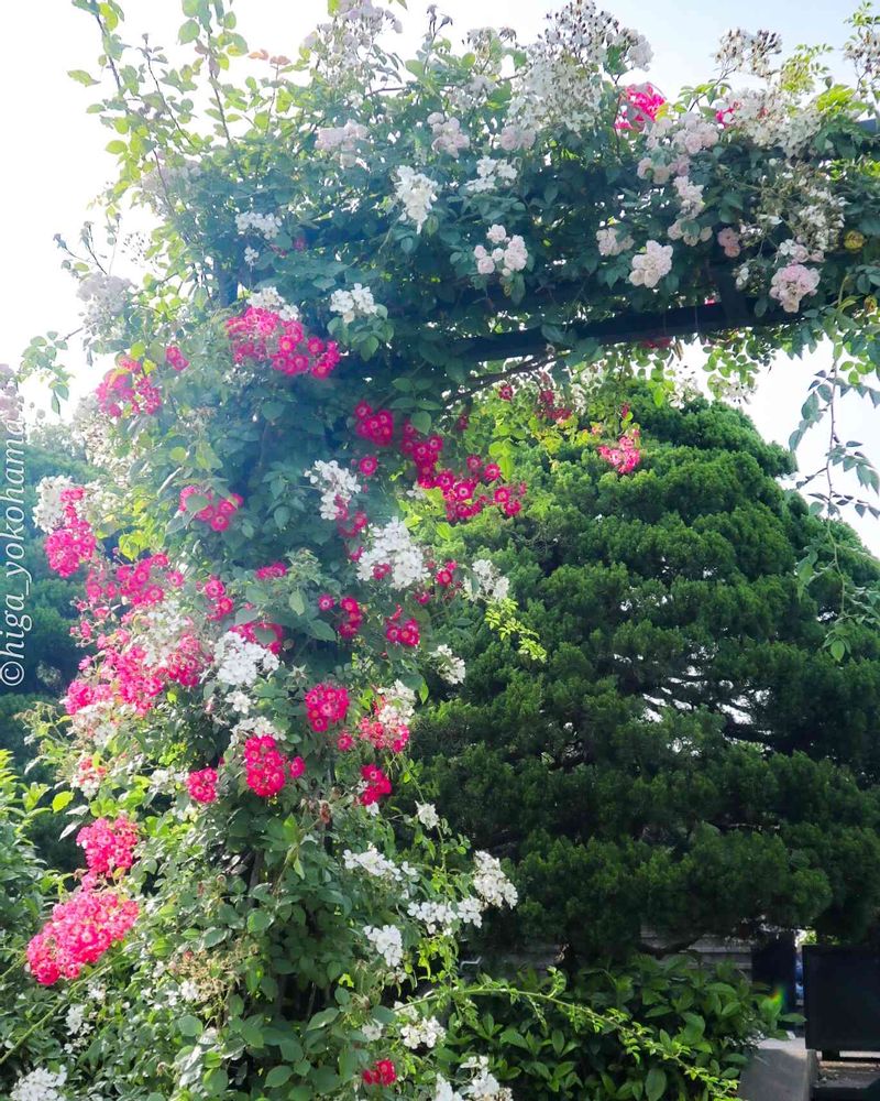 ヒガ君さんの港の見える丘公園への投稿