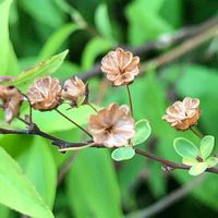 ユキヤナギ,ユキヤナギの 実,ありがとう♡,私の癒し,マンションの敷地内の画像