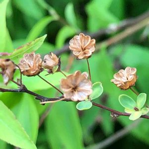 ユキヤナギ,ユキヤナギの 実,ありがとう♡,私の癒し,マンションの敷地内の画像