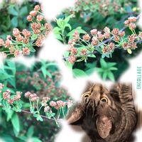 ユキヤナギ,ありがとう♡,私の癒し,マンションの敷地内,仙台市青葉区界隈の画像