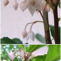 ヤブコウジ,ヤブコウジの花＊,鉢植え,桜色の可愛い花,沢山の花の画像