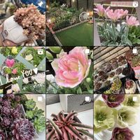 多肉植物いろいろ,チューリップ,Instagram,多肉植物,北海道の庭の画像
