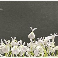 Utricularia sandersonii,ウトリクラリア・サンダーソニー,ウサギゴケ,花芽,食虫植物 ミミカキグサの画像
