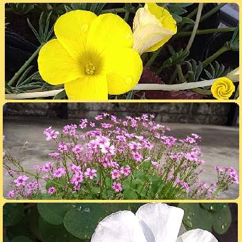 母と子の森,玉藻の池,新宿御苑の画像