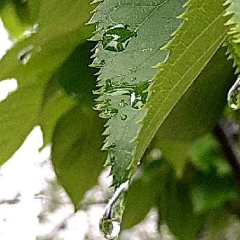 母と子の森,玉藻の池,新宿御苑の画像