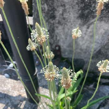 母と子の森,玉藻の池,新宿御苑の画像