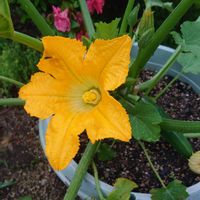 ズッキーニ,笑う門には福来たる,免疫力⤴️,笑いで免疫力アップ,おうちde菜園の画像