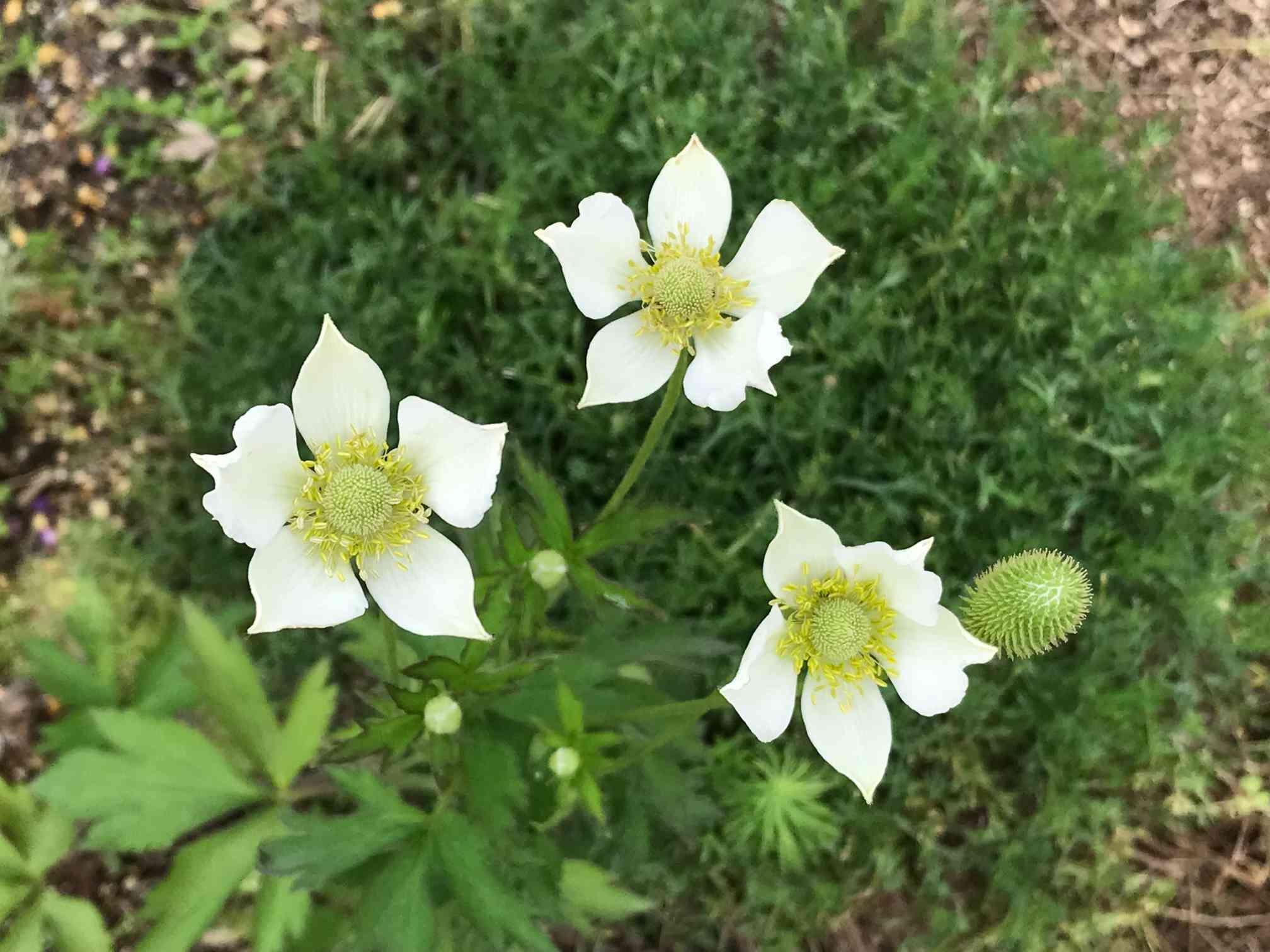 アネモネ ・バージニアナ 〜種蒔きから種が出来るまで〜｜🍀GreenSnap（グリーンスナップ）