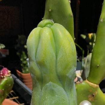クチナシ,ガーデニア,観葉植物,成長記録の画像