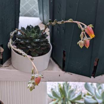クチナシ,ガーデニア,観葉植物,成長記録の画像