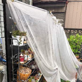 多肉植物,多肉植物寄せ植えの画像