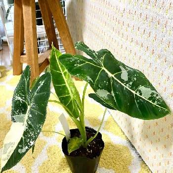 クチナシ,ガーデニア,観葉植物,成長記録の画像