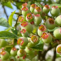 ブルーベリー,おうちde菜園,おうち園芸,自然栽培,無農薬の画像