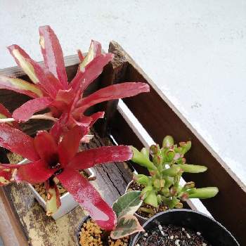 ゴムの木,ゴーラム,ファイヤーボール,観葉植物,100均の画像