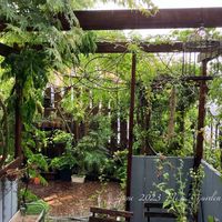 フジ,バラ,HTC,植物のある暮らし,千葉県の画像