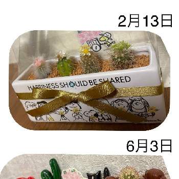 サボテン,しゃまの星に願いを,しゃまのすぬーぴぃ ♪,しゃまのべらんだ♪,しゃまのさぼてんの画像
