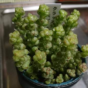 自己満足,お外で越冬,リメ缶,バルコニー/ベランダの画像
