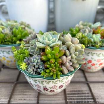 多肉植物,多肉大好き,寄せ植え,Seria食器,スカスカの画像