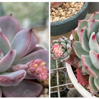 桃太郎,ラウレンシス,多肉植物,多肉花芽,広い庭の画像