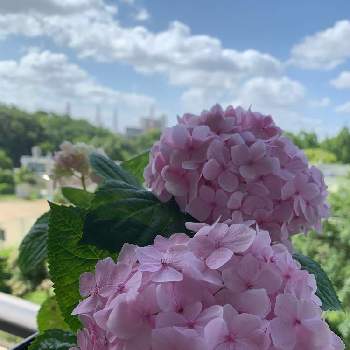 四季咲きアジサイ 霧島の恵,優しいピンク,紫陽花の季節,雨上がりの朝,紫陽花 アジサイ あじさいの画像