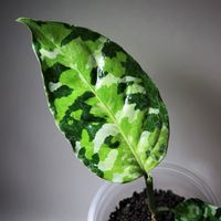 アグラオネマ,DRYピクタム,アグラオネマ ピクタム トリカラー,みどりのある暮らし,観葉植物の画像