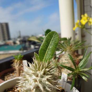 パキポディウム・レウコキサンツム,塊根植物,レウコキサンツム,パキポディウム・ブレビカウレ・レウコキサンツム,パキポディウム  レウコキサンツムの画像