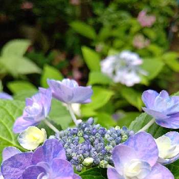 雨に輝く,おうち園芸,今日のお花,花いろいろ,元気に育ててますよの画像