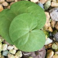 亀甲竜,植物大好き,塊根植物,みしょり隊,大きくなぁれの画像
