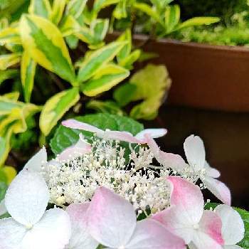 雨に輝く,おうち園芸,今日のお花,花いろいろ,元気に育ててますよの画像