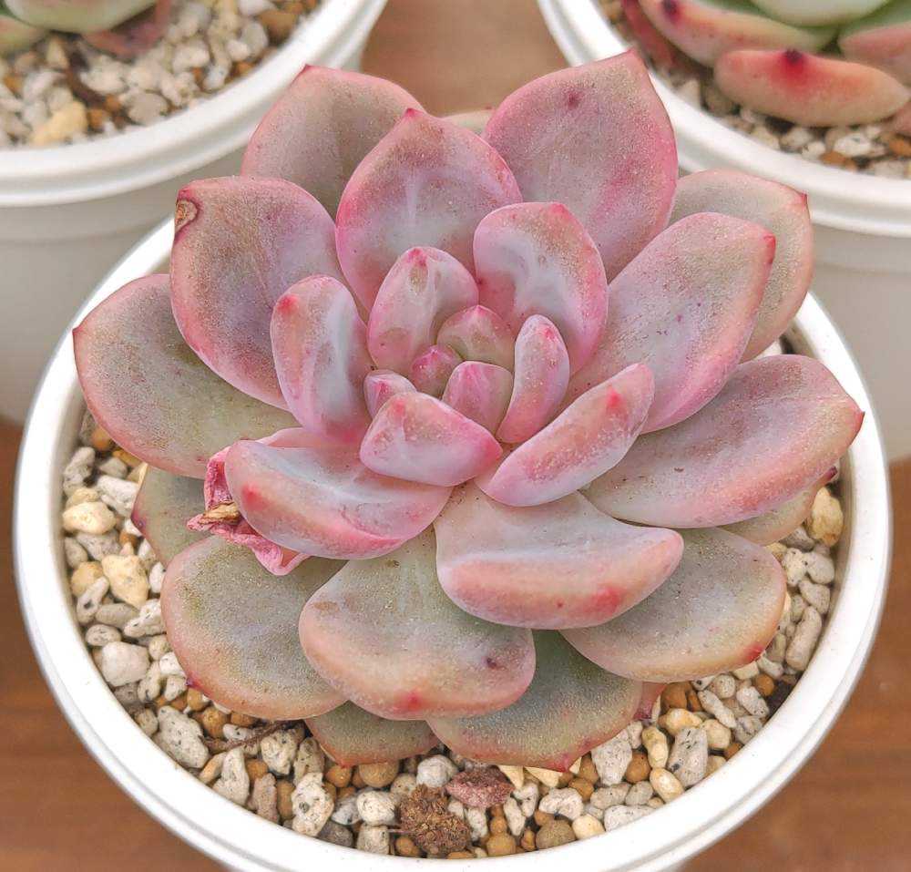 アリエルの生長記録｜🍀GreenSnap（グリーンスナップ）