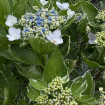 2019同期,プランター,茶花　山野草　小花好き,花木,おうち園芸の画像