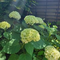 紫陽花 アナベル,庭の花,咲いてくれてありがとう❤,初夏の庭,おうち園芸の画像