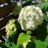 アナベル,極小ベランダ,ベランダ,花が咲いた,初心者の画像