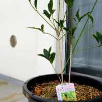 キンモクセイ,成長記録,初心者,キンモクセイ(金木犀),バルコニー/ベランダの画像