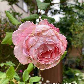 ナエマ,植物のある暮らし,ばら バラ 薔薇,薔薇愛同盟,マイガーデンの画像