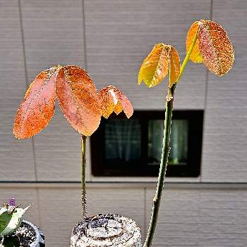 プセウド ボンバックスエリプチカム,ビザール・プランツ,塊根植物,珍奇植物,ユーフォルビアの画像