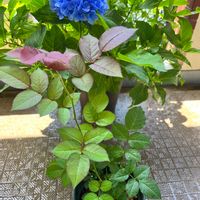 花のある暮らしの画像