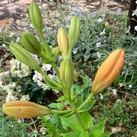 スカシユリ,球根,ガーデニング,花のある暮らし,小さな庭の画像