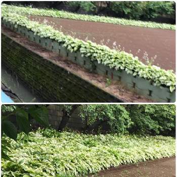 の画像